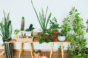 Add some greenery and house plants - changes to make to your home to beat the January blues 